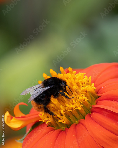 Hummel auf der Blüte einer mexikanischen Sonnenblume