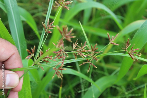 Obraz na plátně Cyperus rotundus, Purple Nutsedge, Nut Grass or the Java grass