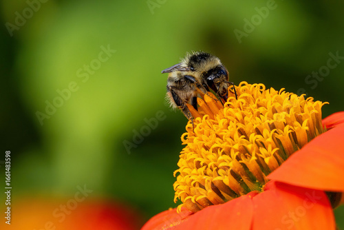 Biene auf der Blüte der mexikanischen Sonnenblume vor unscharfem Hintergrund