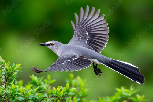 Northern mockingbird flying near green leaves in spring