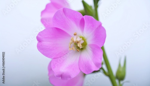 Pink Flower Close-up Shot