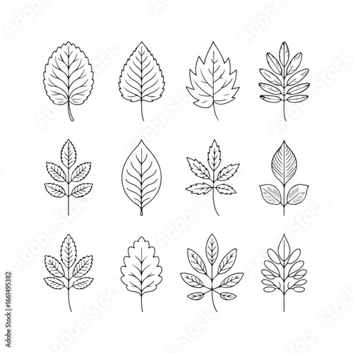 Collection of twelve stylized hand-drawn autumn leaves isolated on white for seasonal designs silhouette