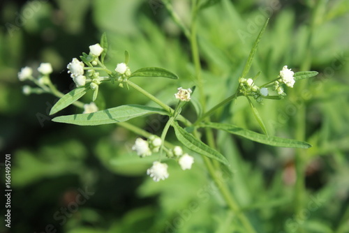 Santa Maria feverfew, whitetop weed or the Parthenium hysterophorus
