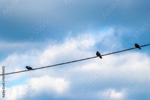 Ravens and crows sitting on power lines in Mir Belarus.