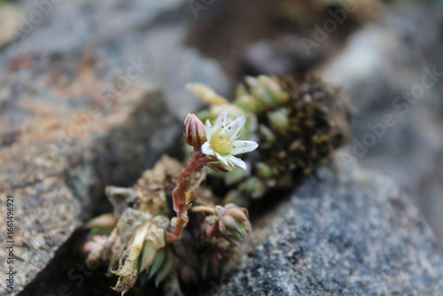 Photography Micranthes tolmiei, Saxifraga tolmiei or Tolmie's saxifrage