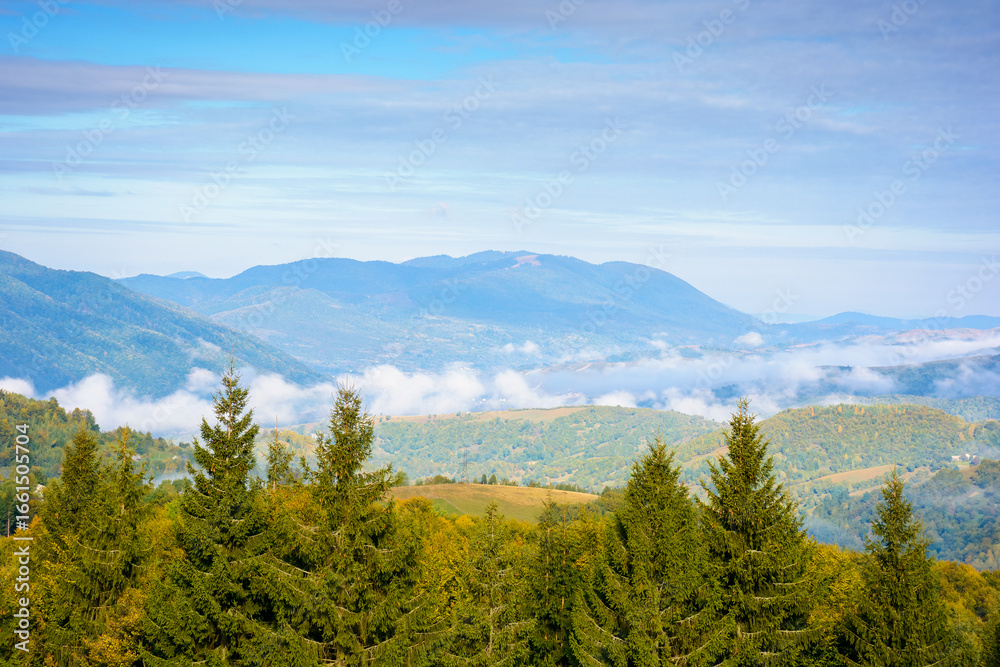 Obraz premium spruce forest on mountain hillside. rural valley in fog at sunrise. autumnal landscape of ukraine under cloudy sky. travel to kolochava village