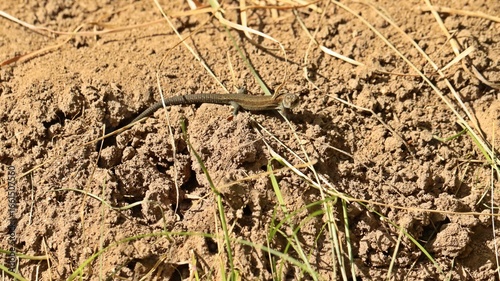Neugeborene Waldeidechse (Zootoca vivipara) an Ameisennest
