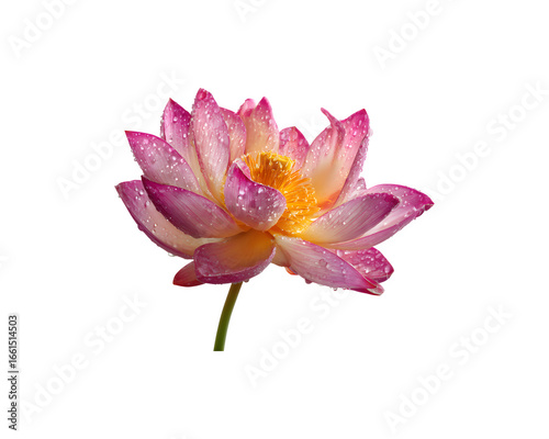 A single lotus flower adorned with water droplets