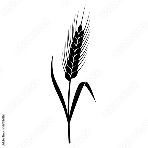 wheat ears isolated on white