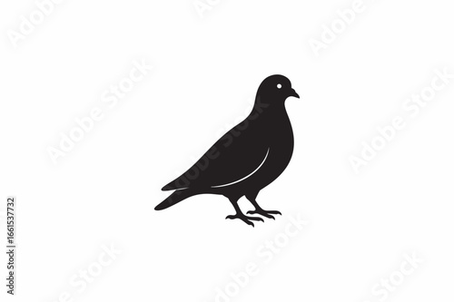 A Pigeon domestic bird vector silhouettes black image made by adobe illustrator with white color back round.. eps