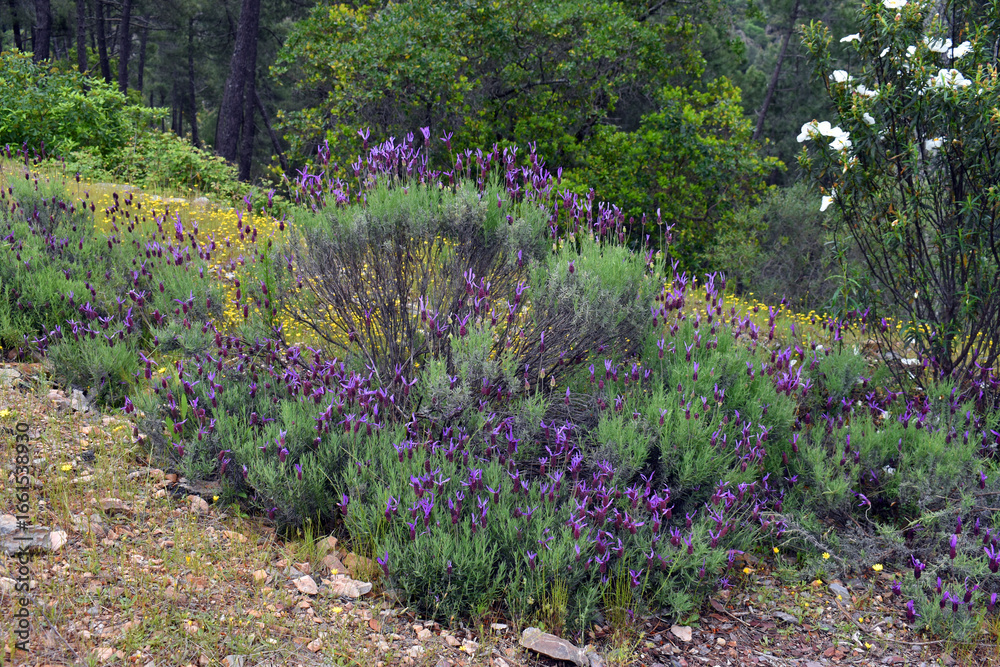 Obraz premium Purple flowers of Spanish Lavender (Lavandula pedunculata)