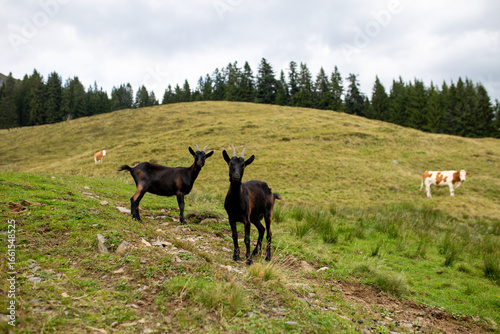 Photos Two goats with dark coats in a mountain meadow