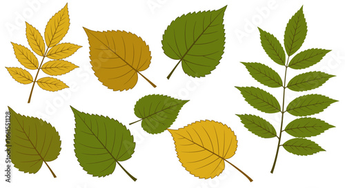 Illustration of eight assorted autumn leaves in various hues of green and yellow isolated on a white background
