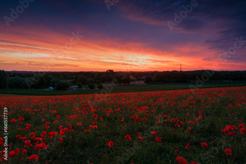 Poppy field at sunrise