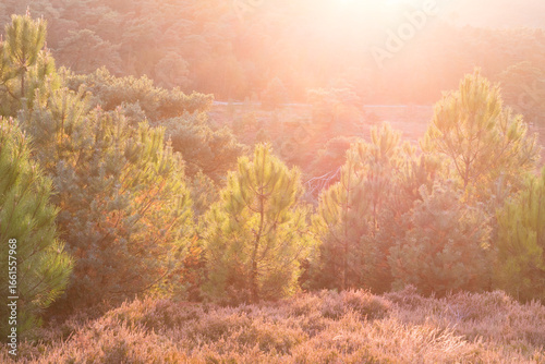 sunny autumn heather