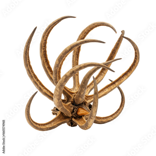Dried Devil's claw pod, Harpagophytum procumbens, with woody texture and hook-like appendages, earthy brown on plain white background, no shadows. Scientific botanical study
