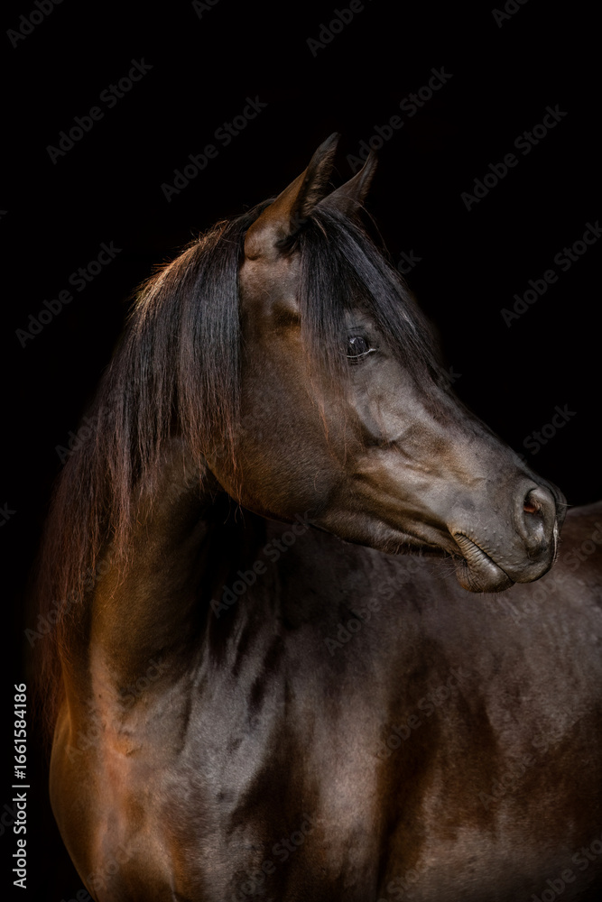 Obraz premium Elegant Arabian horse portrait on black background