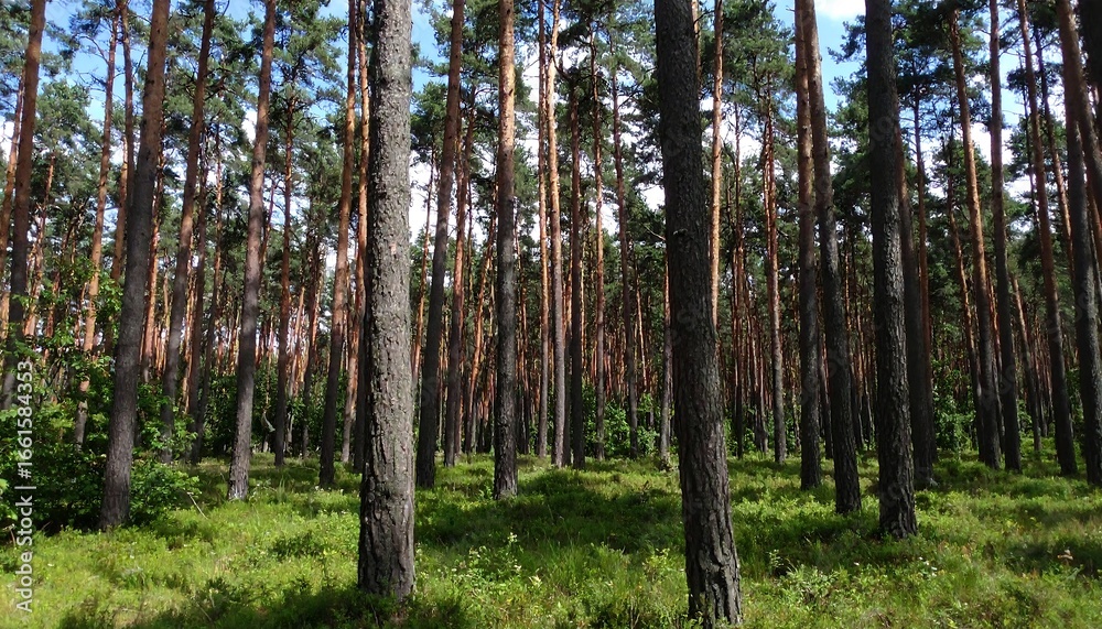 Obraz premium Pine Forest, Sunlight, Ground-level View