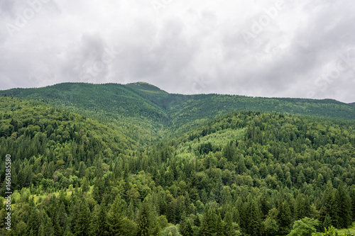 forest in the mountains