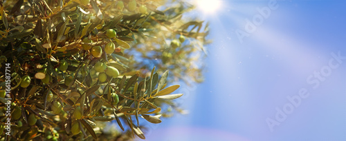 Branch of olives over blue sky.Panoramic view 