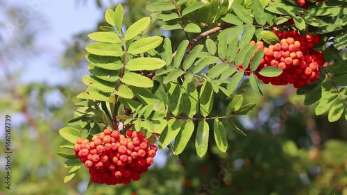 The video shows a branch of a rowan tree with ripe red berries gently swaying in the breeze. A natural autumn scene full of color and calm atmosphere.