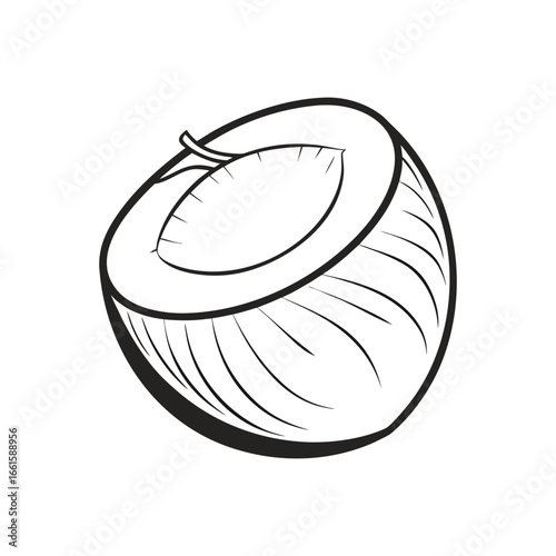 Hand drawn sketch of a halved coconut with its white flesh exposed