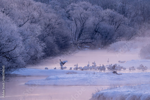 タイトル：北海道 鶴居村 音羽橋の冬景色 タンチョウ鶴の朝の目覚め / Winter scenery of Otowa Bridge in Tsurui Village, Hokkaido, Red-crowned cranes waking up in the morning