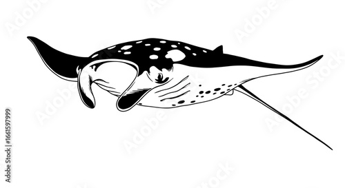 A black  white manta ray illustration spotted upper body  pointed pectoral fins