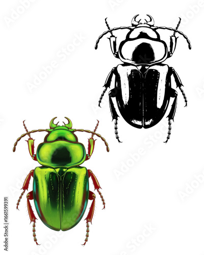 Stunning beetle illustration with iridescent green and black contrasting designs insect art