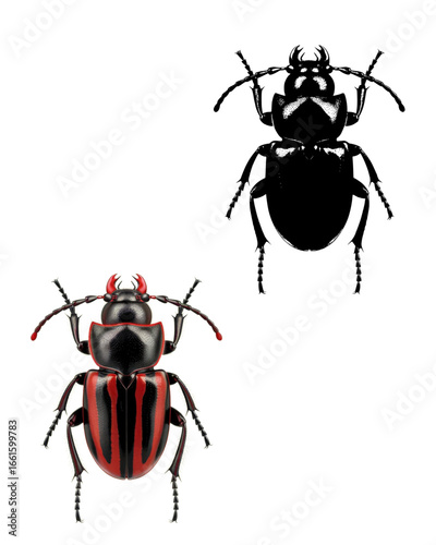 Striking beetle specimens showcasing intricate details perfect for entomology or design projects