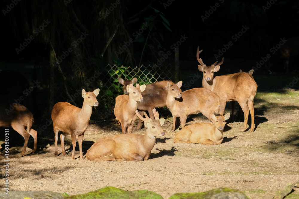 Obraz premium A group of deer, including a young one with antlers, stands and rests in their enclosure. Sunlight gently illuminates the scene, highlighting the peaceful interaction among the animals in a natural.