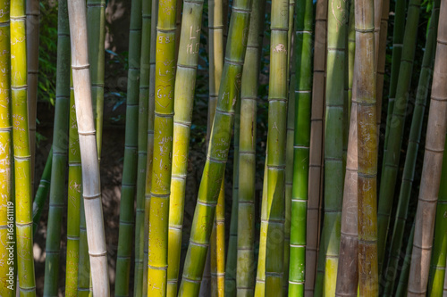 Green bamboo stems arranged vertically, showing off their textured surface and carved details, Botanical Garden of Rome, Italy