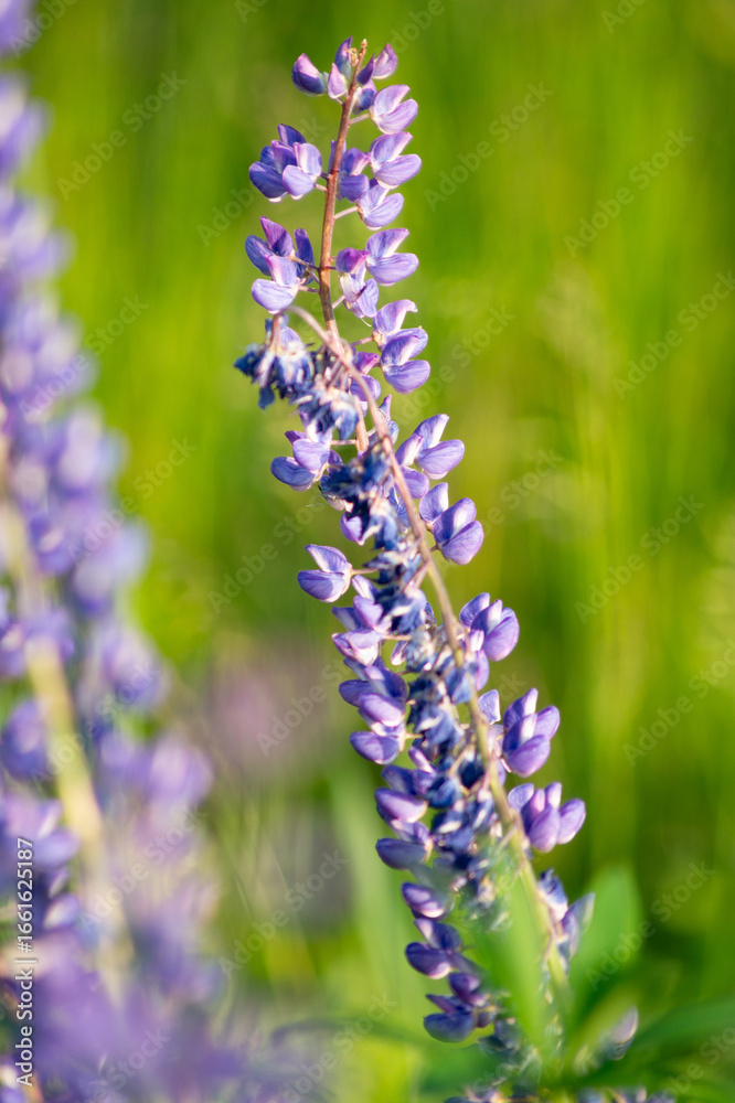 Obraz premium Lupinus polyphyllus. lupin, field with purple and blue flowers. Blooming lupine flowers. Bunch of lupines in full bloom.