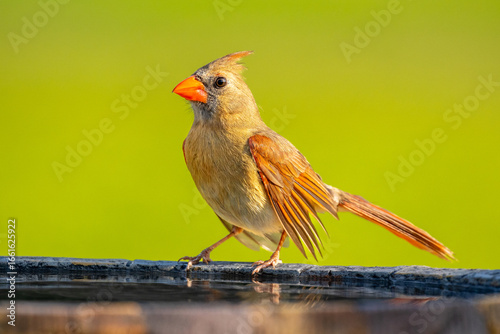 Female Northern Cardinal (Cardinalis cardinalis) perched on edge of birdbath in late afternoon.