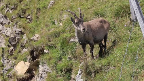 Capricorn peacefully grazing in the close to Niederhorn summit in Switzerland