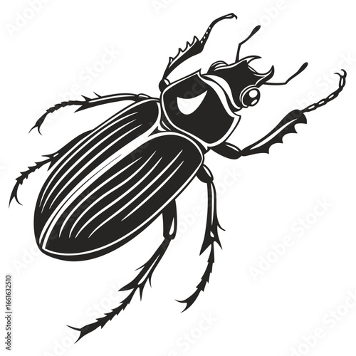 black beetle isolated on white background