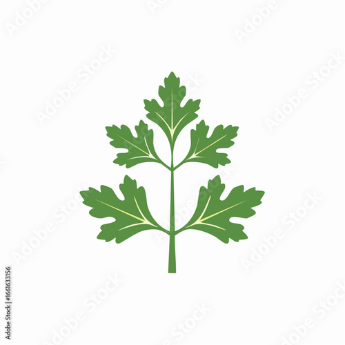 Green parsley leaf illustration isolated on white background graphic design element
