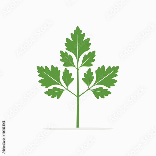 Illustrative Green Parsley Herb Plant, Healthy Cooking Ingredient Ingredient Vector Design