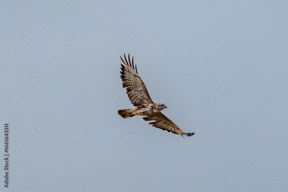 Fototapeta premium buzzard in flight