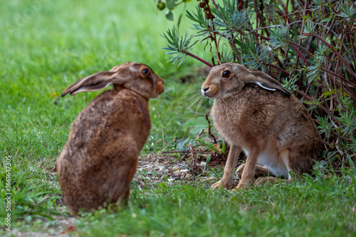 two hares looking at each other