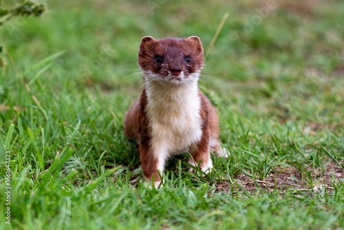 Photography stoat in grass