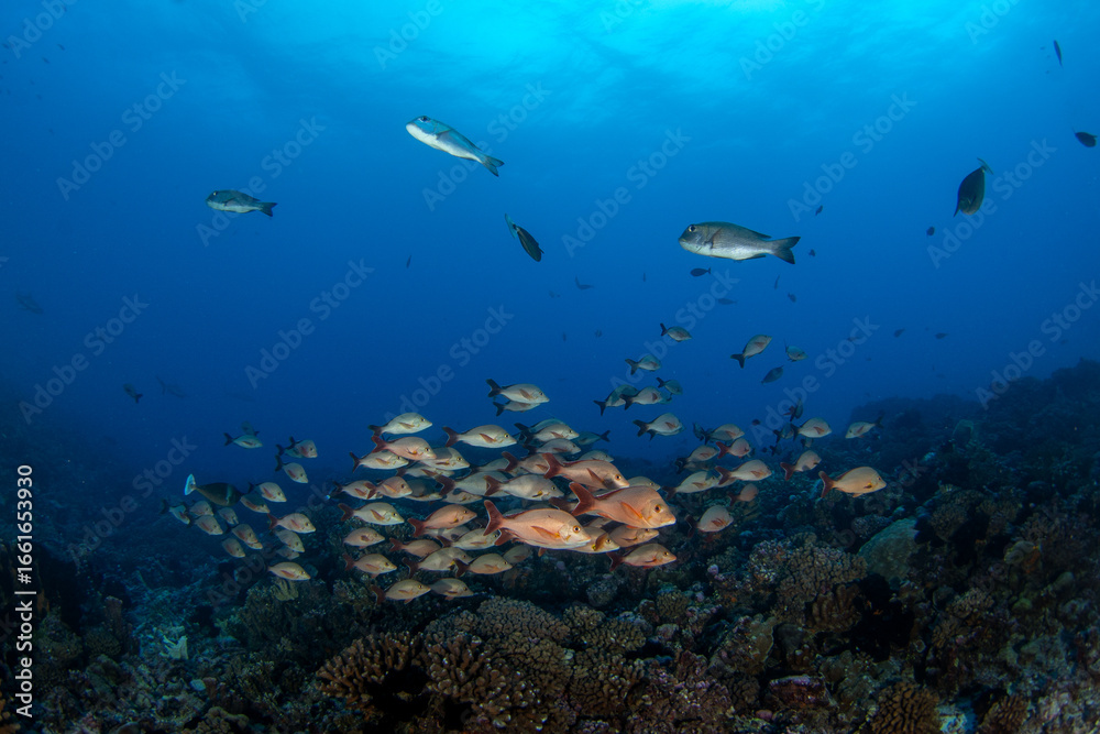 Fototapeta premium The shoal of lutjanus gibbus is swimming above the seabed. A paddletail snapper is swimming near the Fakarava atoll. A shoal of snappers fish in the Pacific Ocean.