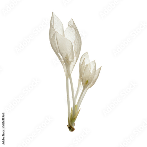 Delicate translucent Ghost Pipe plant (Monotropa uniflora) with waxy white stems and bell-shaped flowers, isolated on a transparent background, macro detailed botanical study concept