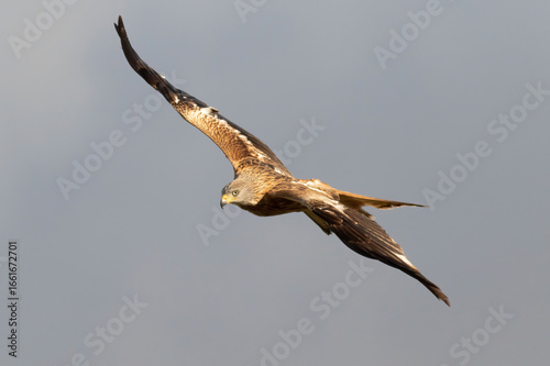 The red kite is a bird of prey in the family Accipitridae, which also includes many other diurnal raptors