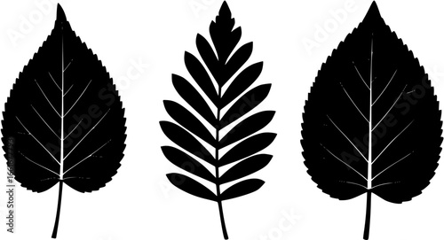 leaf vector 
