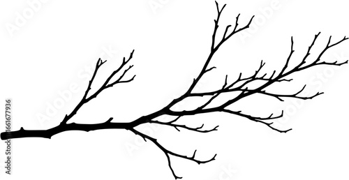 A bare branch Vector 
