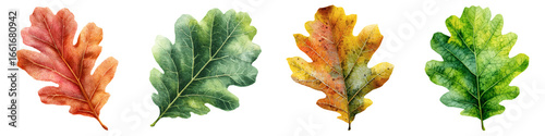 Vibrant Oak Leaves Watercolor Collection: Red, Green, Yellow, Fall Autumn Seasonal Nature Elements PNG set Transparent background