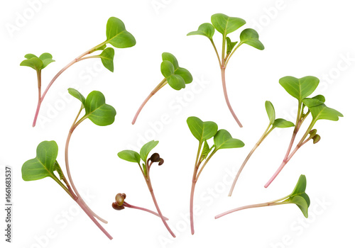 Radish sprouts microgreens vibrant green plants with red stems on transparent background