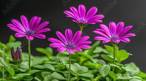 Soft-Focus Pink Gerbera Daisies Macro: Dark Gray Background Blooming Petals Detail
