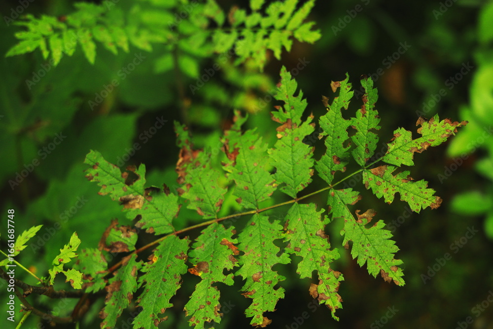 Fototapeta premium Close-up of green serrated leaves with brown spots and natural damage, blurred forest background.